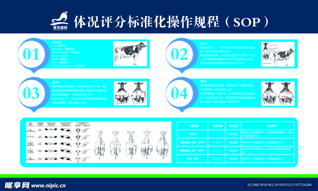 牛只體況平分標準操作規(guī)程