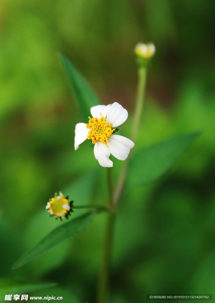 花