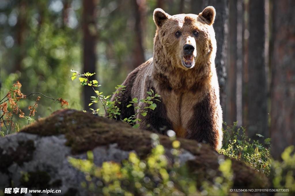 狗熊野生動物野獸背景