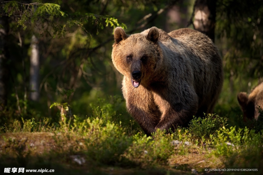 狗熊野生動物野獸背景