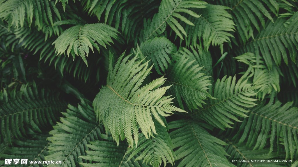 綠色樹葉樹枝背景