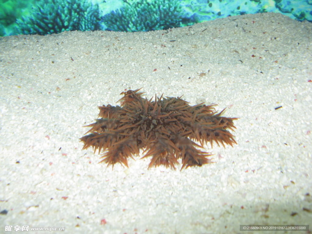 棘冠海星