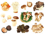 手绘蘑菇松茸美食素材