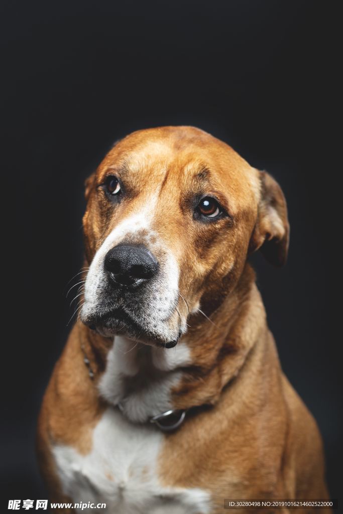 狗狗