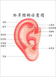 外耳结构示意图