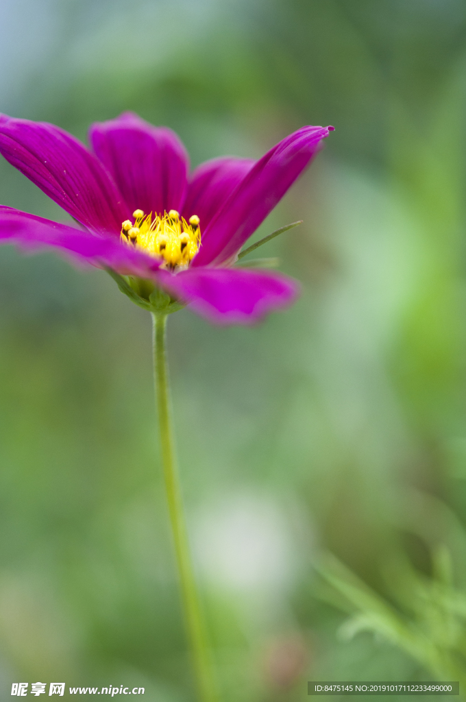 花卉