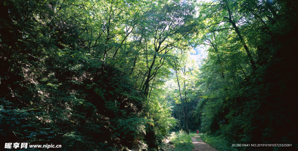 綠色樹林