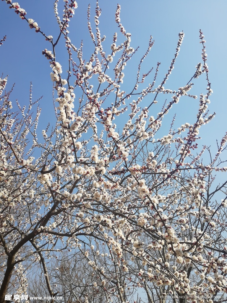 杏花