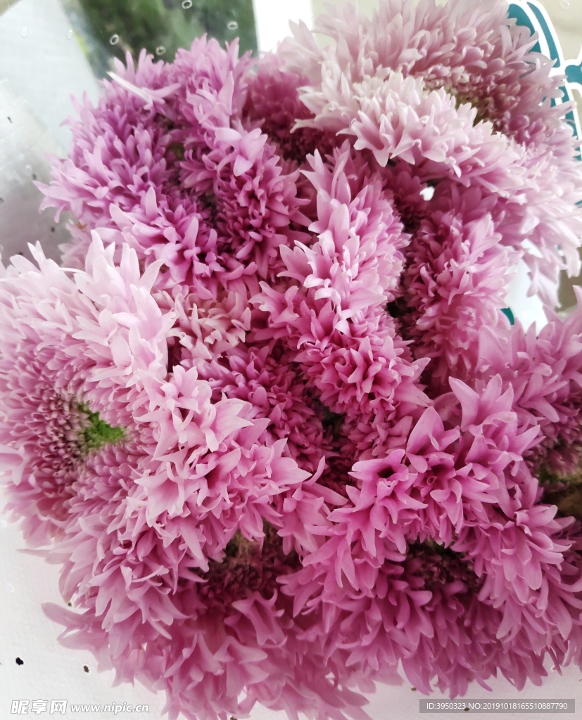 雛菊