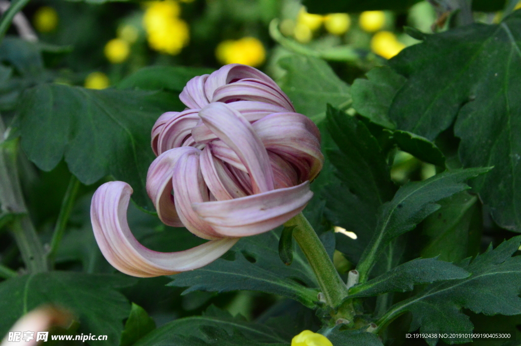 菊花