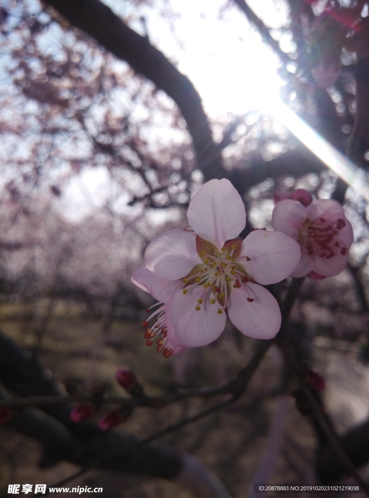 桃花梅花盛開