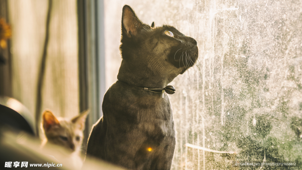 看向窗外的黑猫