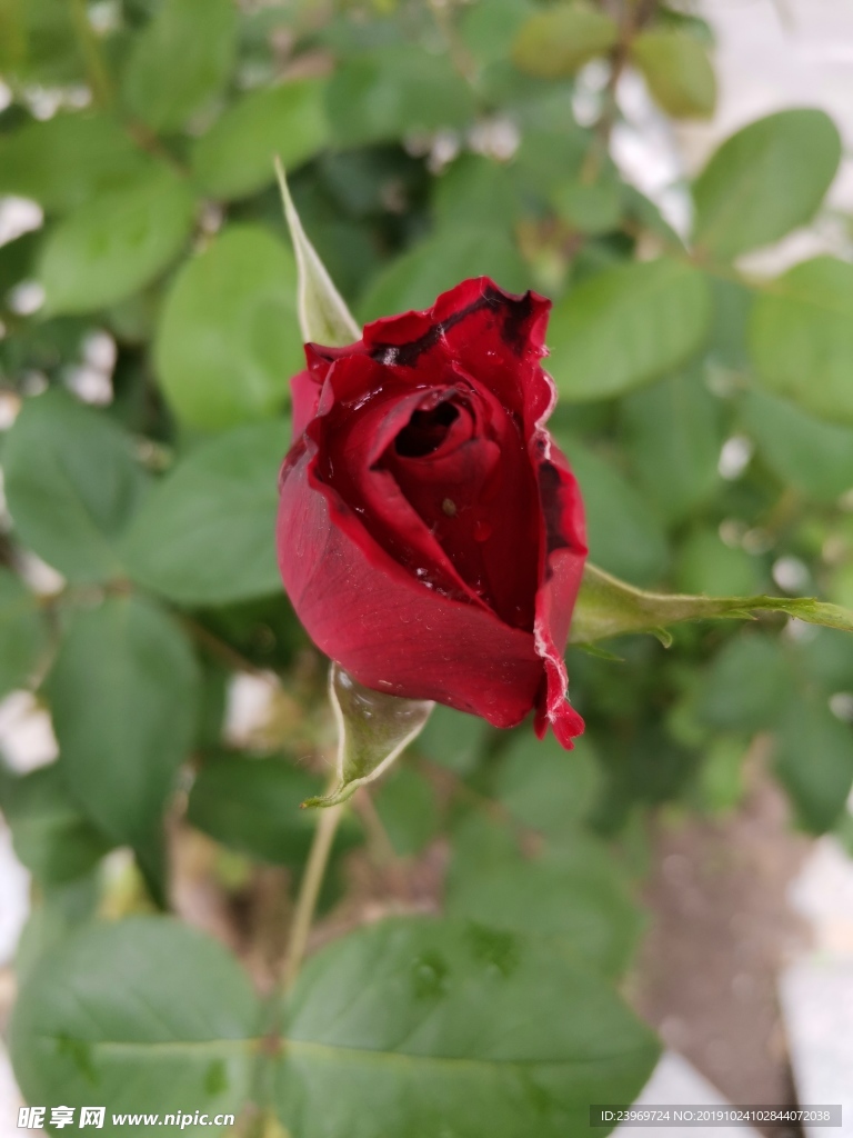 玫瑰花苞