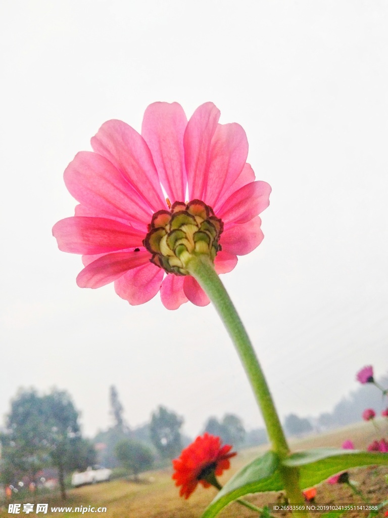 花卉 植物 綻放 百日菊