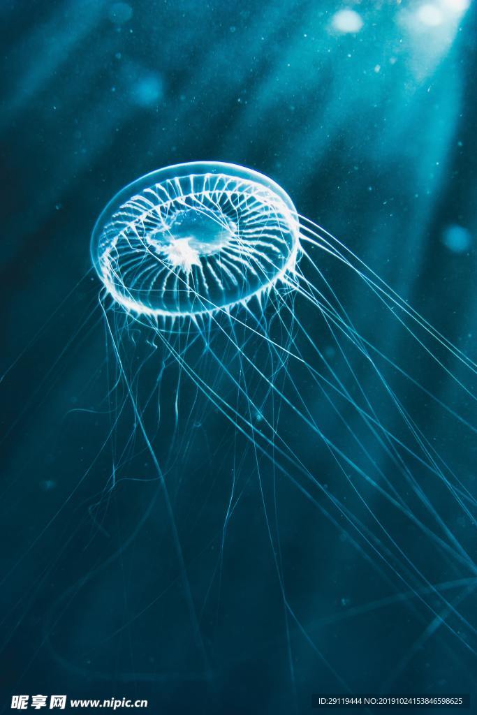 魚 水母 海洋 生物 生命