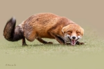 狐狸 红狐狸 火狐狸 动物