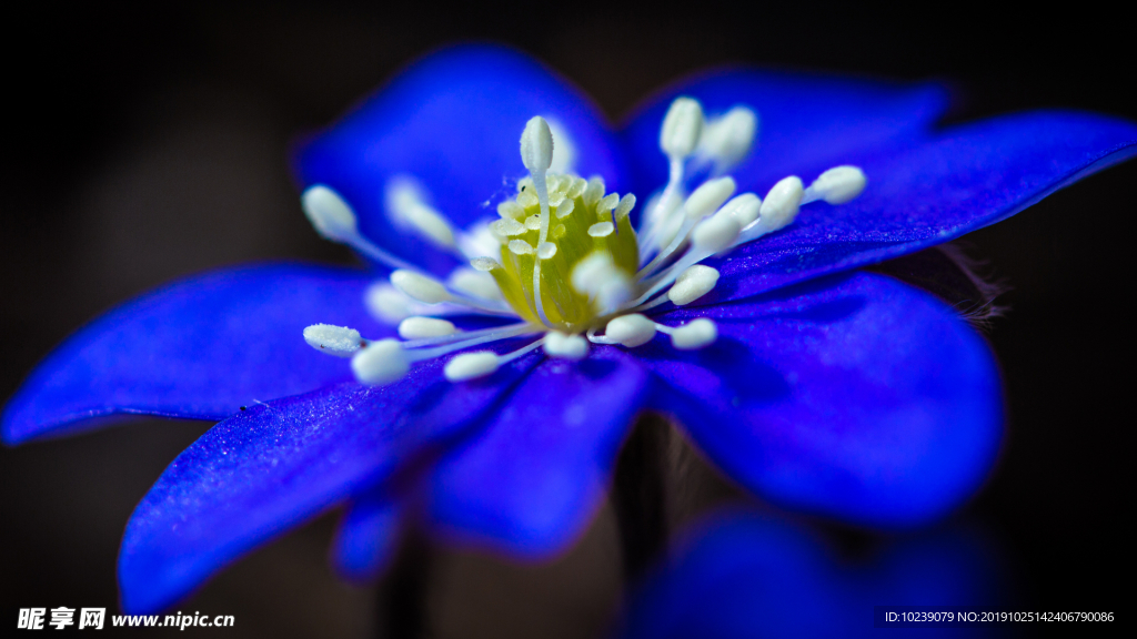 藍色的花