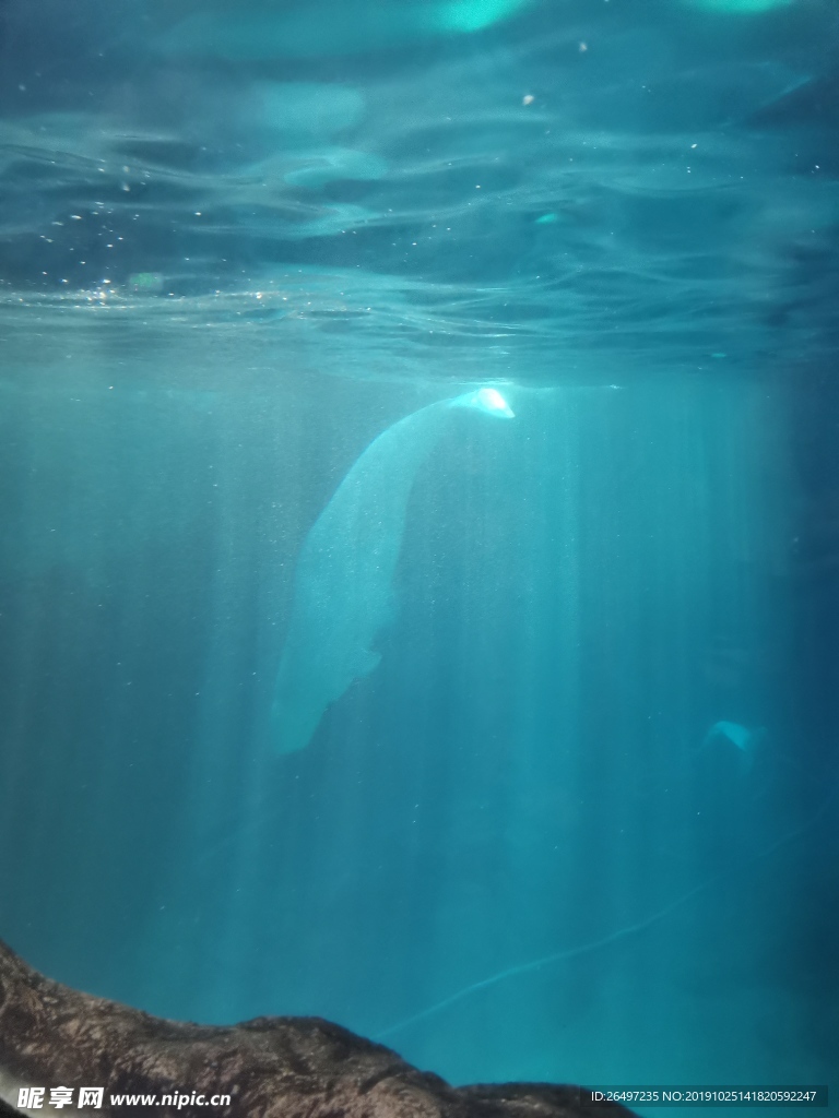 白鲸 海底世界