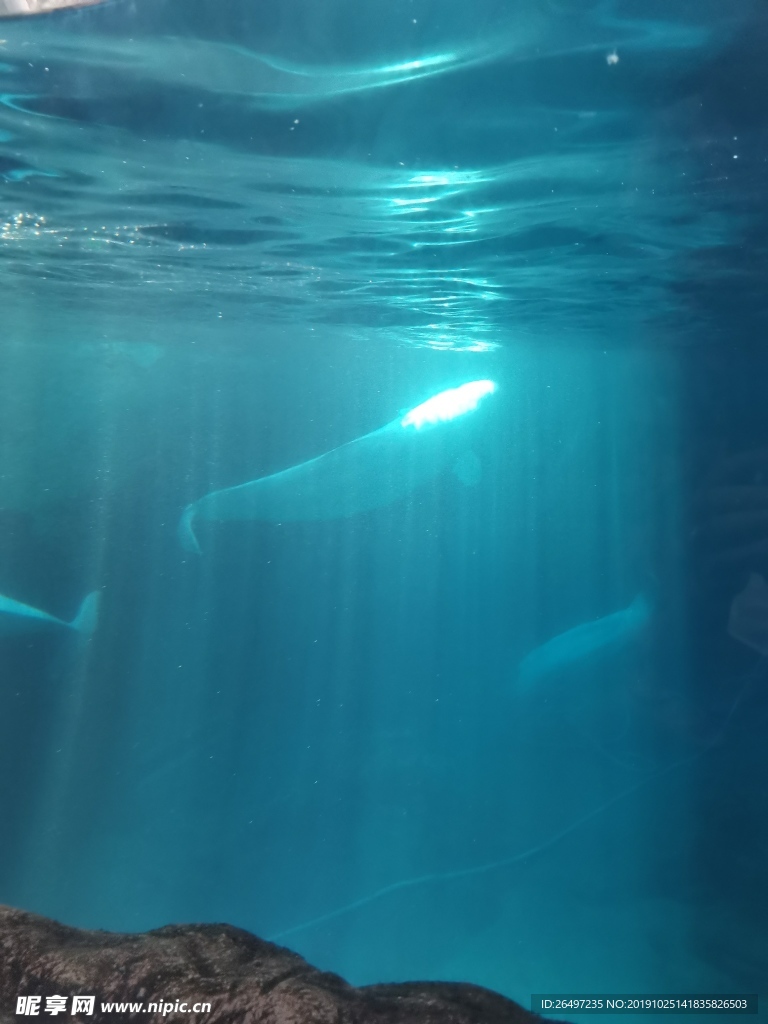 海底世界 白鲸