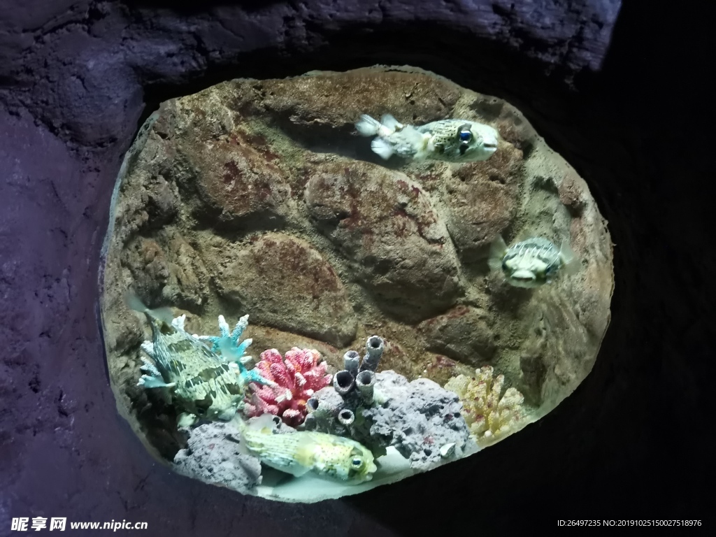 海底世界 海洋馆 热带鱼 河豚
