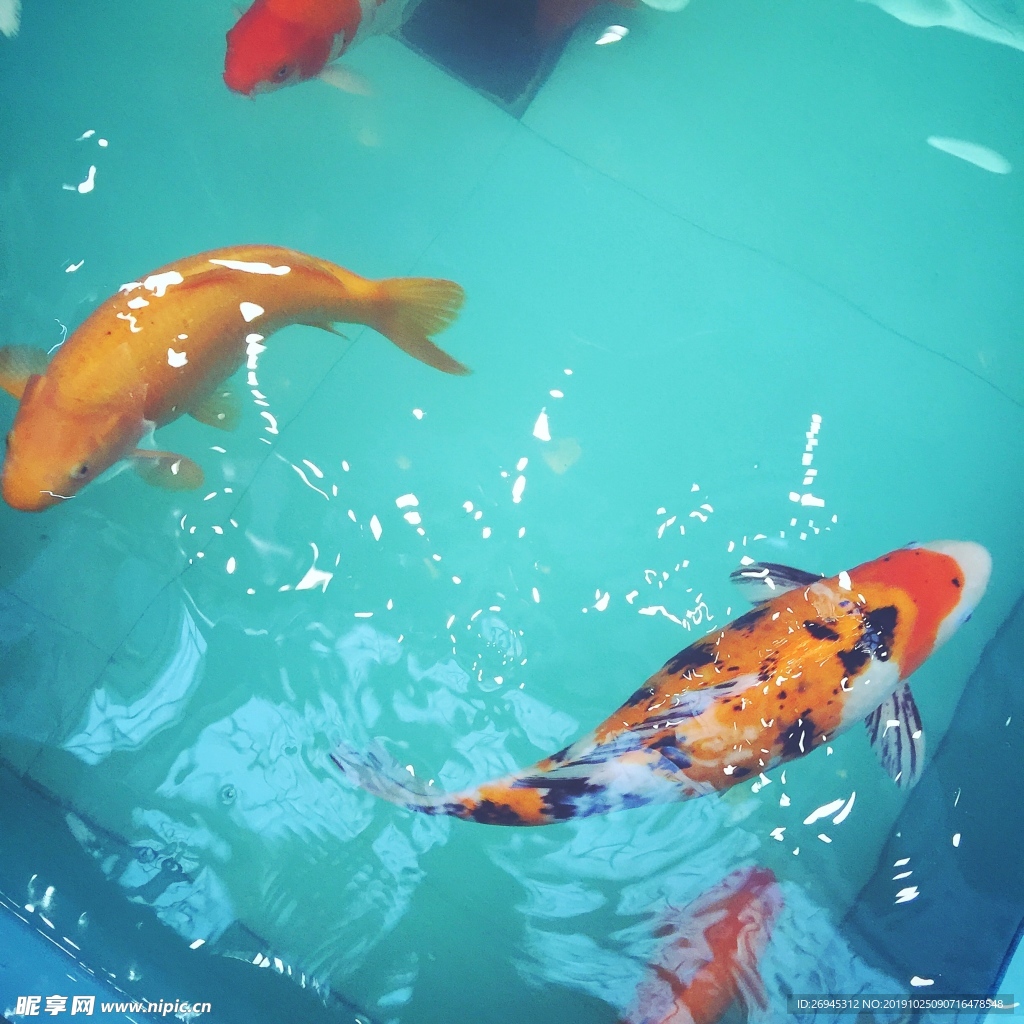 錦鯉