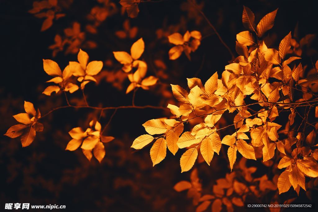 秋叶 金黄叶子 枯叶 彩色叶子