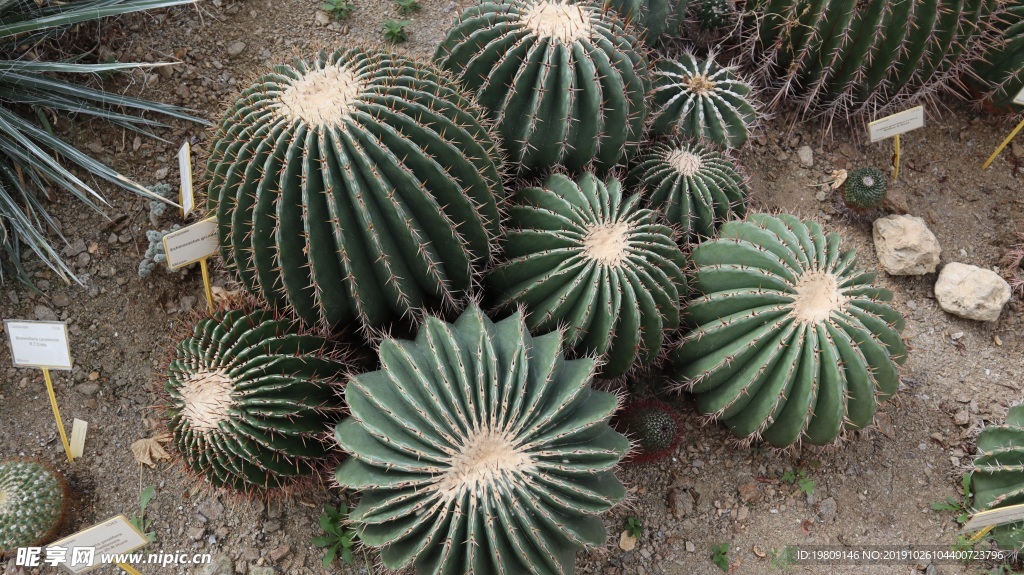 綠色植物仙人球圖片