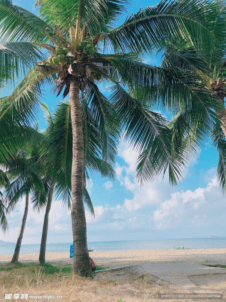 海南椰林  大海  椰树