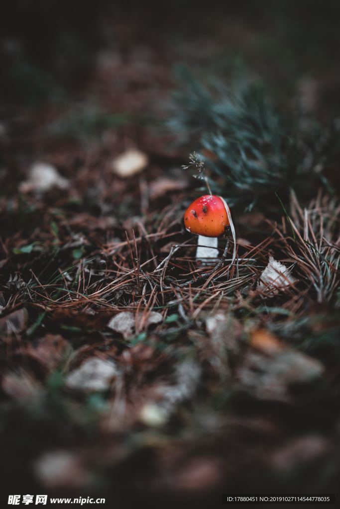 菌類