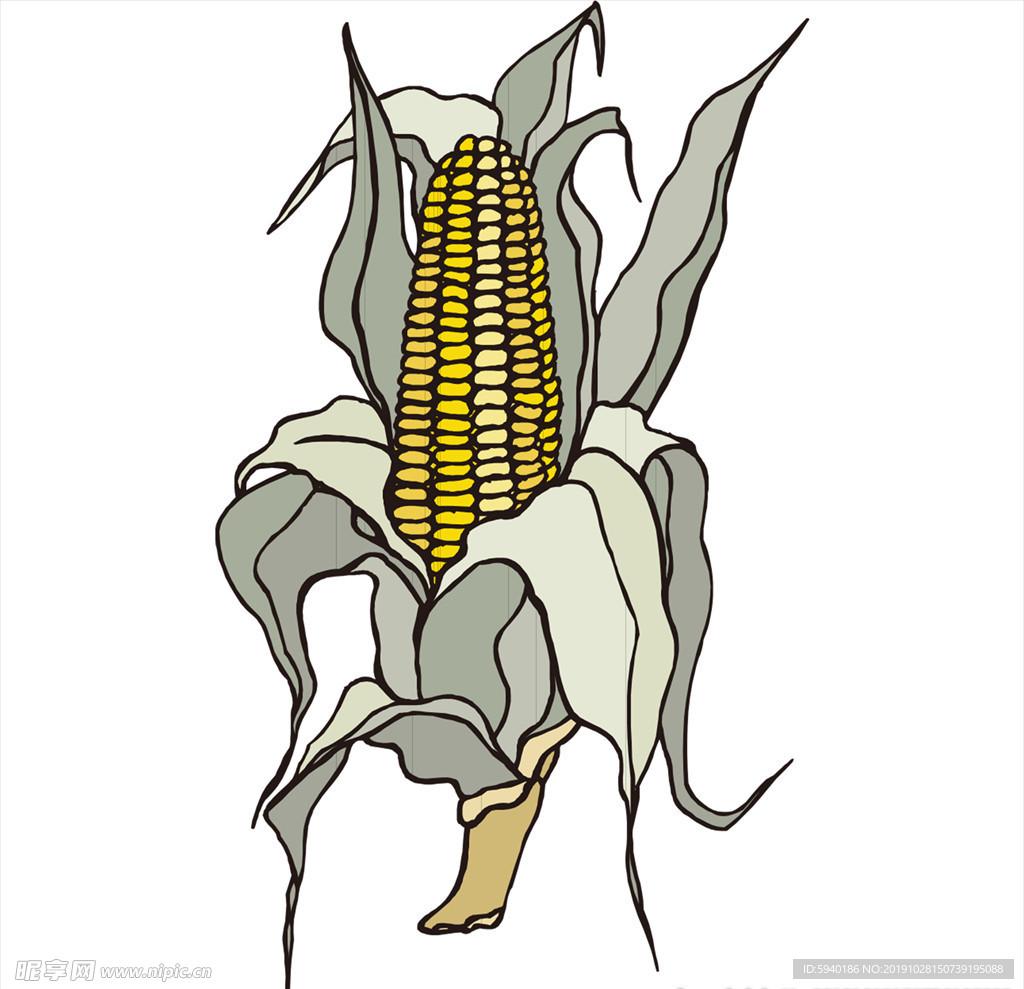 玉米 农作物 玉米棒