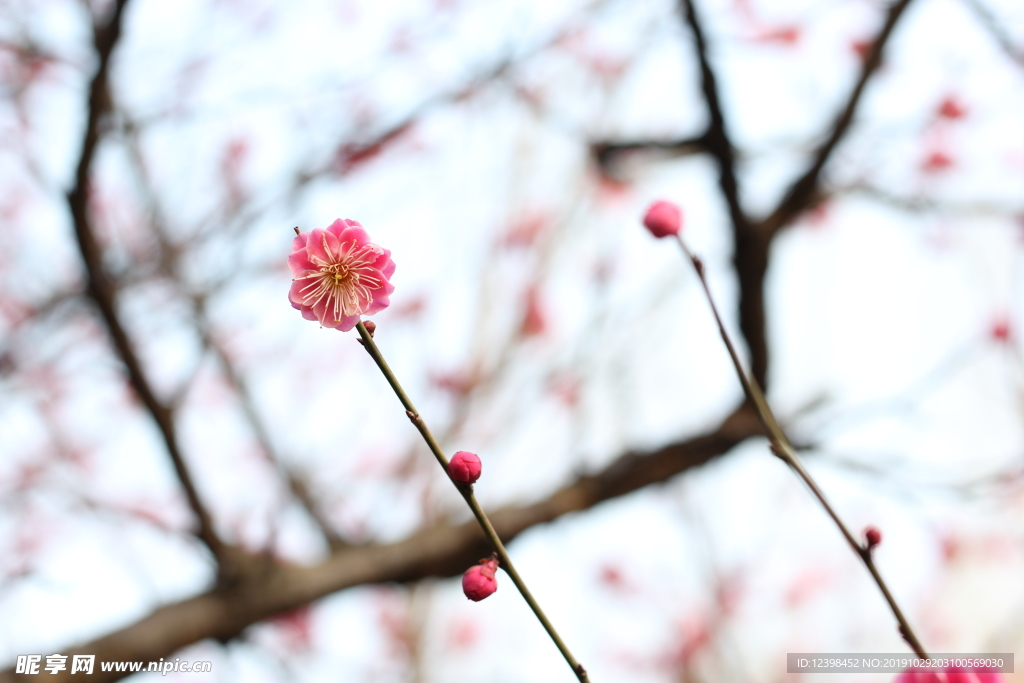 粉色梅花
