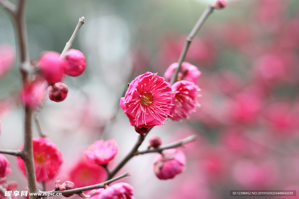 紅色梅花