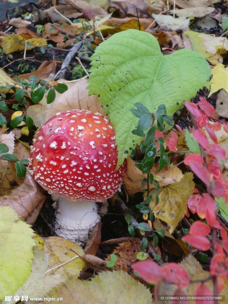 紅色毒蘑菇