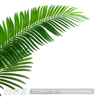 熱帶樹葉