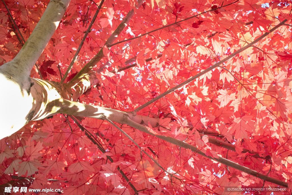 紅楓葉