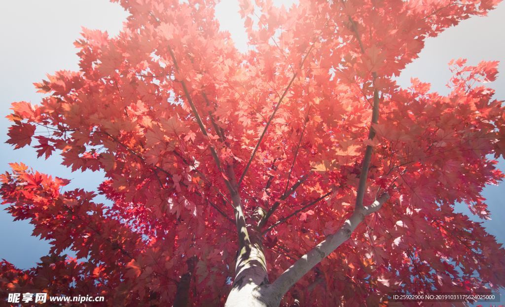 紅楓葉