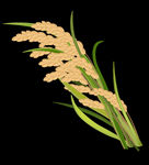 小米 谷子 麦穗 粮食 农业