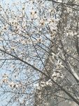 春天花會(huì)開(kāi)