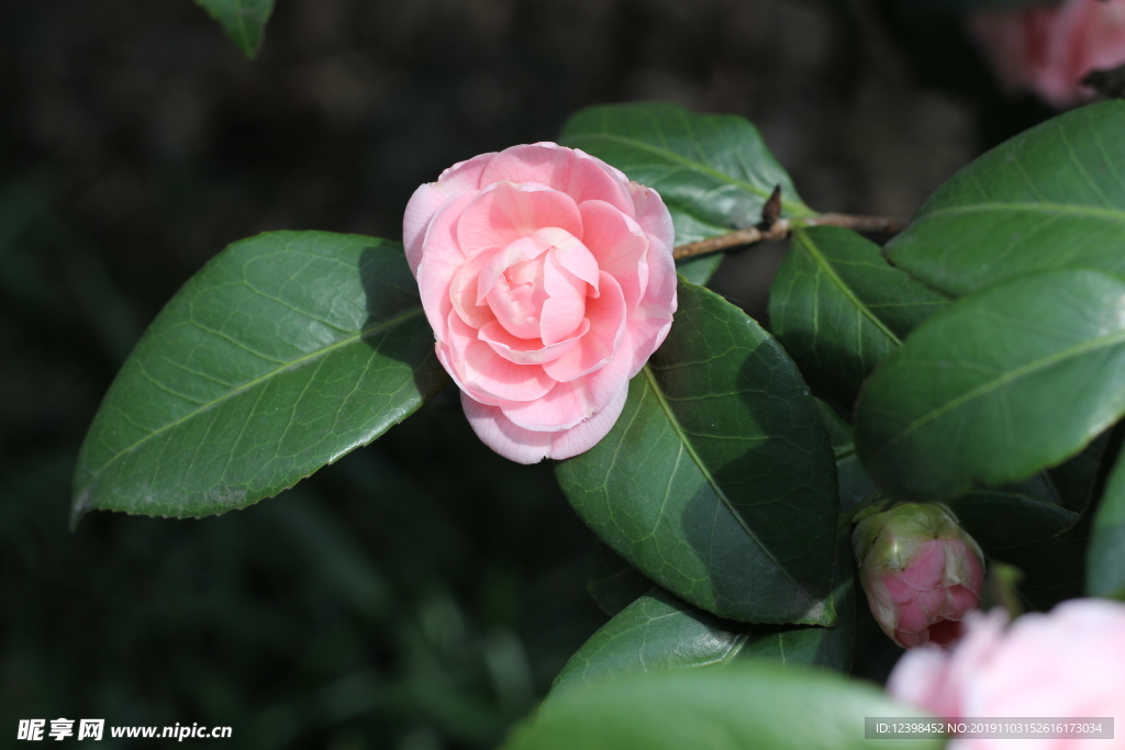 粉色山茶花