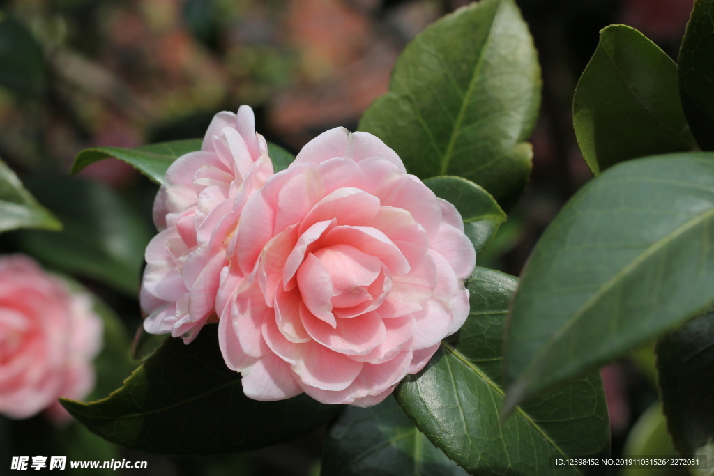 粉色山茶花