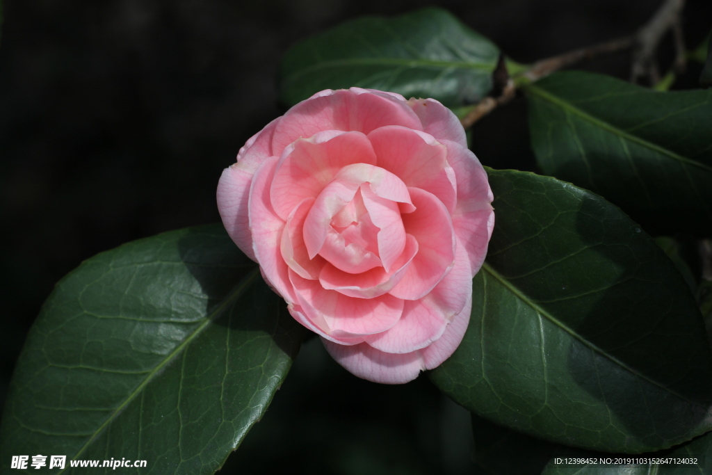 粉色山茶花