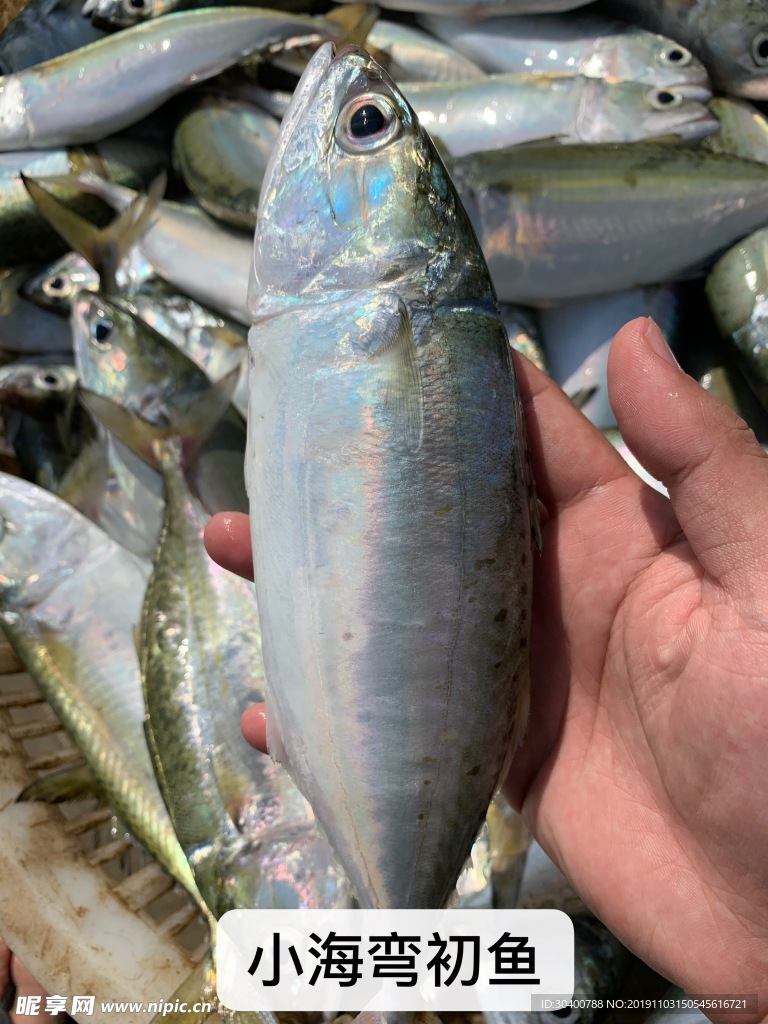 彎初魚