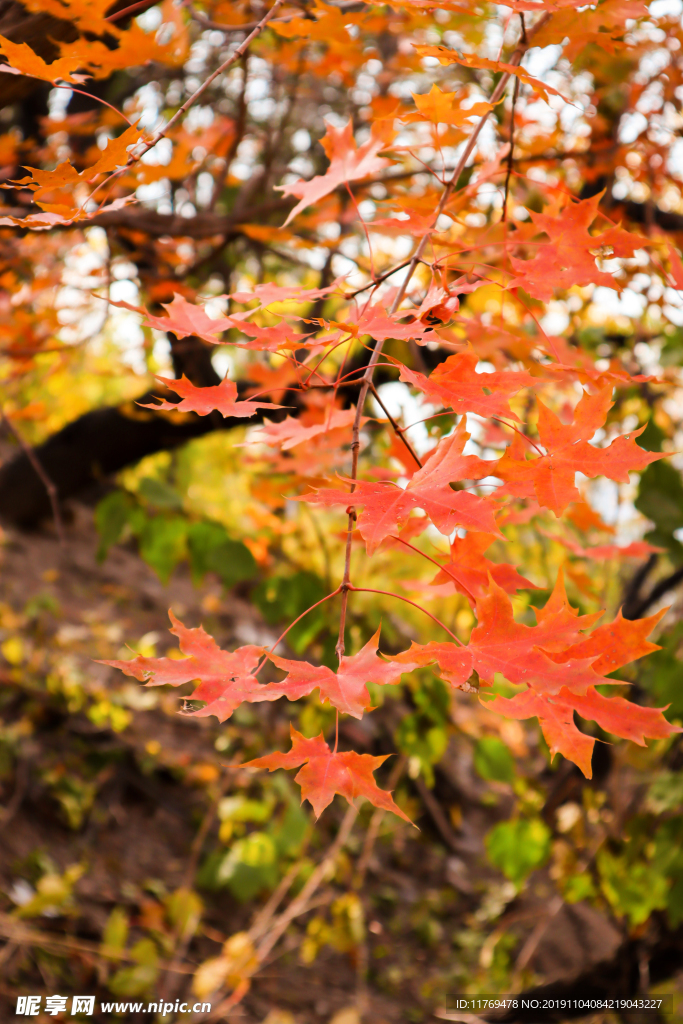 紅葉