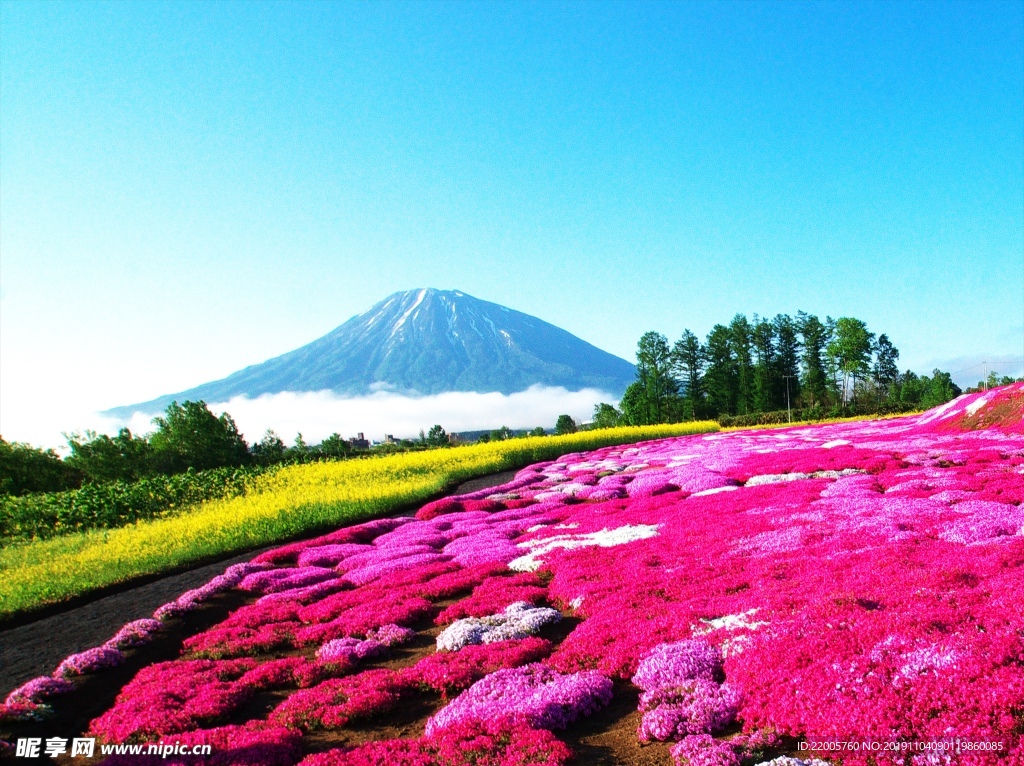 花海