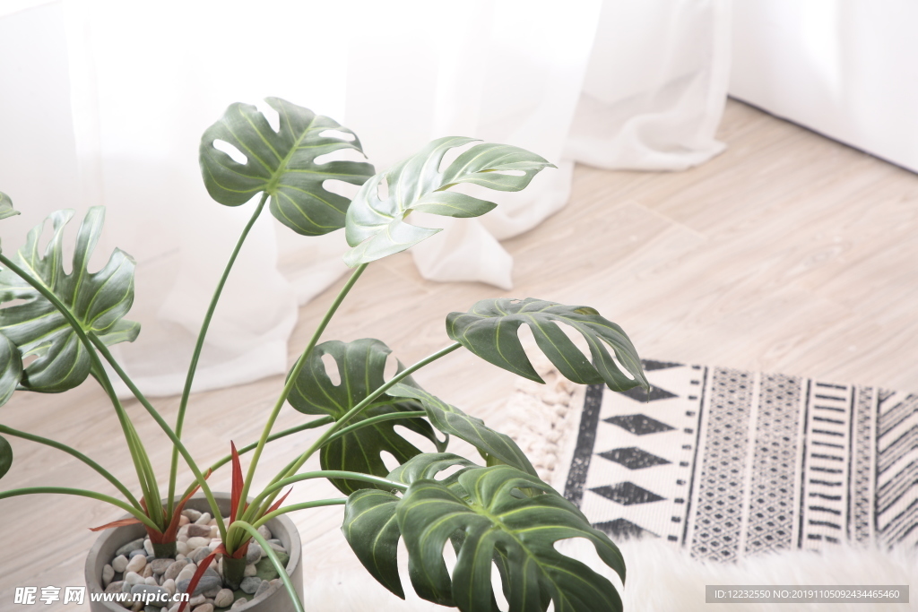 ins植物