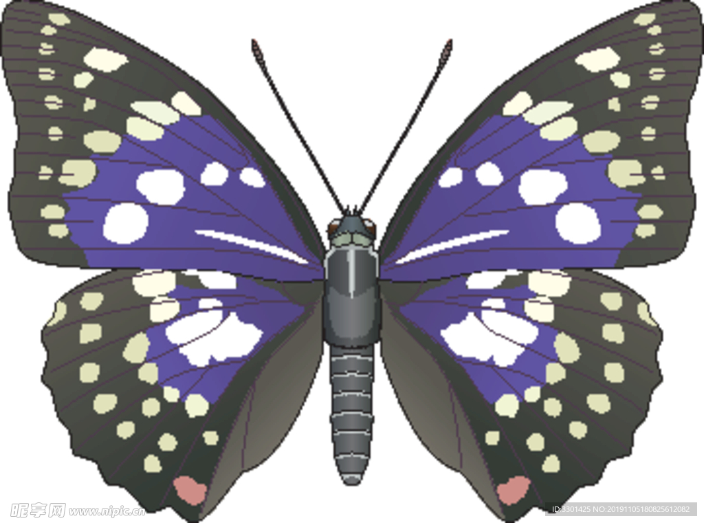 昆虫系列 紫色蝴蝶