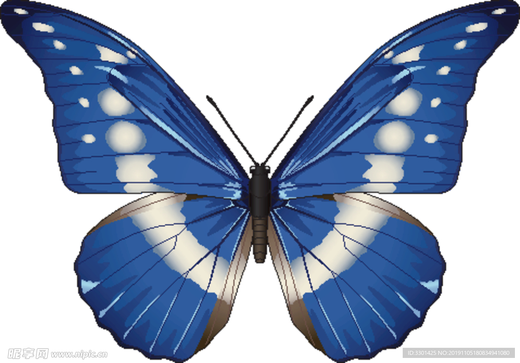 昆虫系列 蓝色蝴蝶