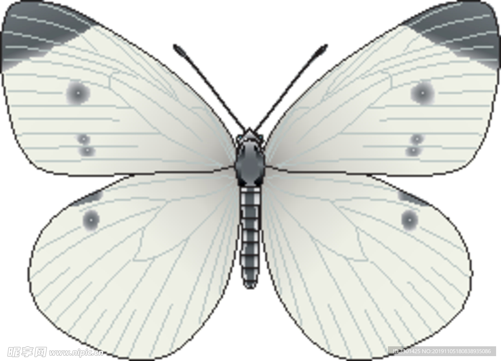 昆虫系列 白色蝴蝶