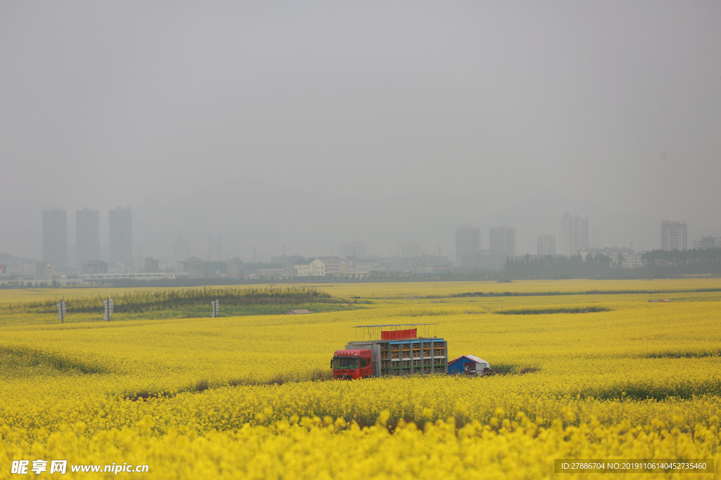羅平油菜花