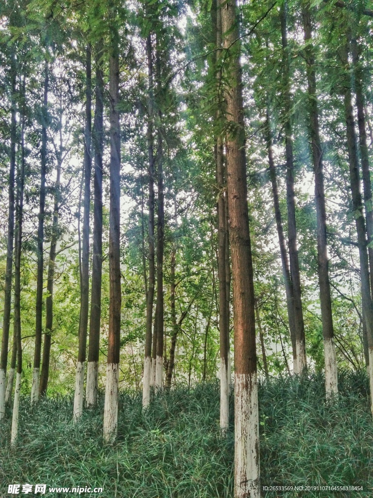树木 树干 树林 大树 森林